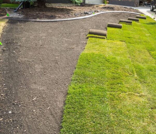Fresh sod rolls being installed on lawn